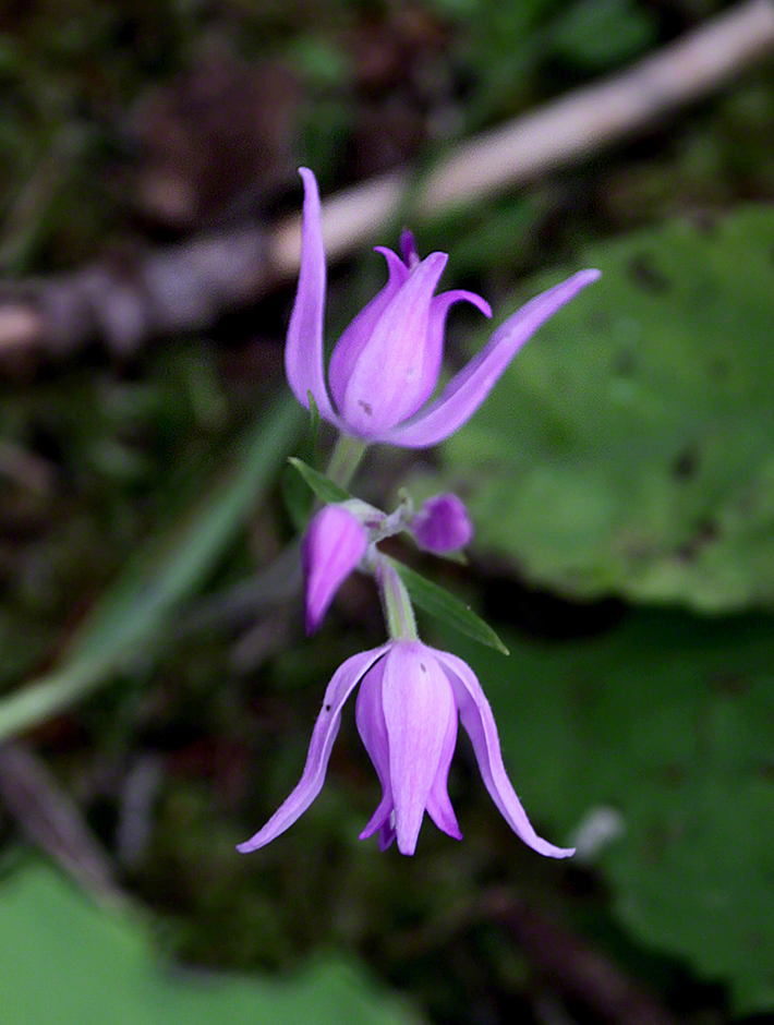 Rotes Waldvöglein - Cephalanthera rubra